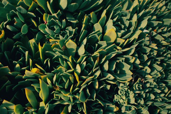 bio-based green defoamer