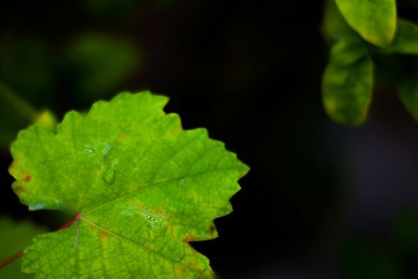 In the Green Wave, Are Bio-Based Defoamers Ready to Use?